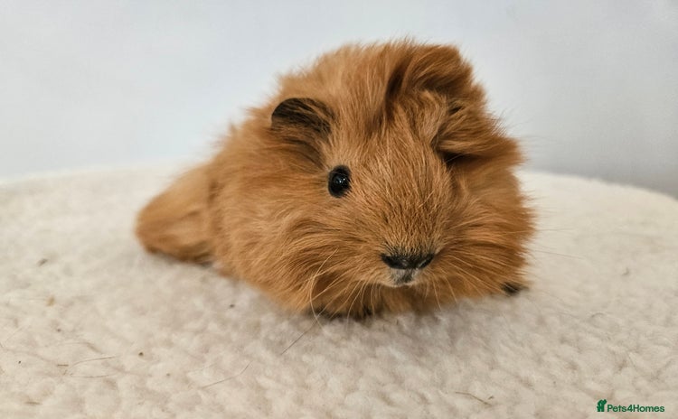 Guinea Pig rodents in Faringdon - Advert 15