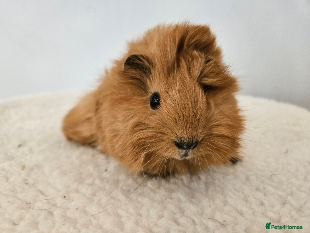 Guinea Pig rodents for sale: Solo baby boys under 8 weeks to bond with lone boy in Faringdon - Image 1