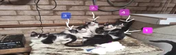 Mixed Breed cats for sale: Friendly farm kittens seeking their forever homes in Gretna - Advert 2