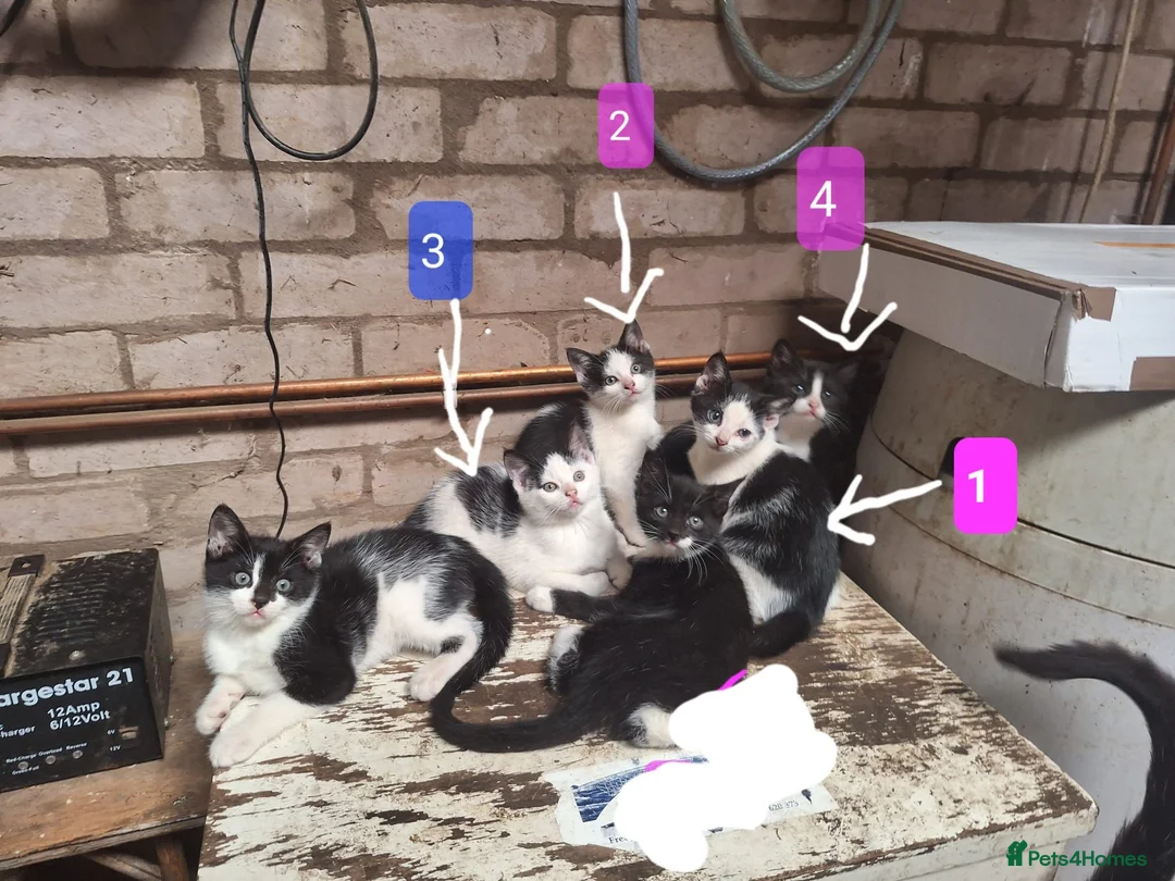 Mixed Breed cats for sale: Friendly farm kittens seeking their forever homes in Gretna - Advert 2