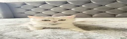 Scottish Fold cats for sale: Beautiful Chinchilla Scottish fold & Straight 💞🐾 - Advert 6