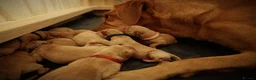 Labrador Retriever dogs for sale: Beautiful Litter of 10 Red Fox Labrador Puppies 🐾 - Advert 5