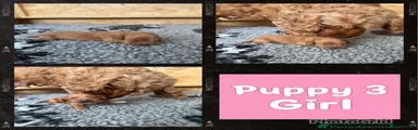 Cockapoo Puppy 3