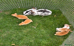Rex rabbits for sale: Lovely Mini Rex bunnies ready for their new homes - Image 3