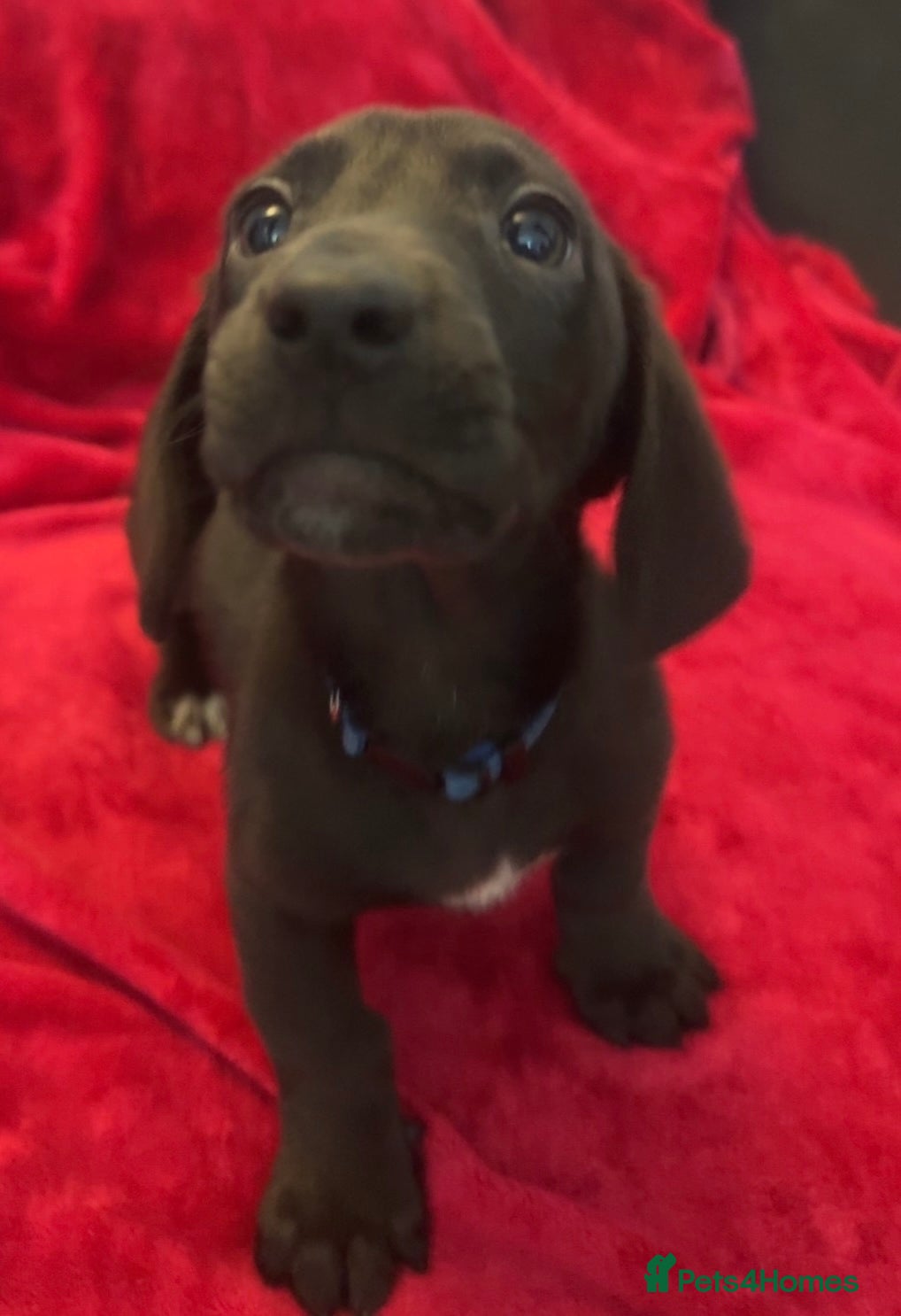 Dachshund dogs Two dachshund cross boys  - Advert 7