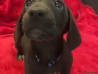 Dachshund dogs Two dachshund cross boys - Advert 2