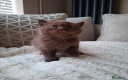 British Shorthair cats for sale: TOP QUALITY CHAMPION🏆 BRITISH SHORTHAIR KITTENS in Swadlincote - Image 3