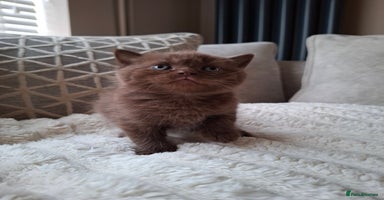British Shorthair cats in Swadlincote - Advert 6