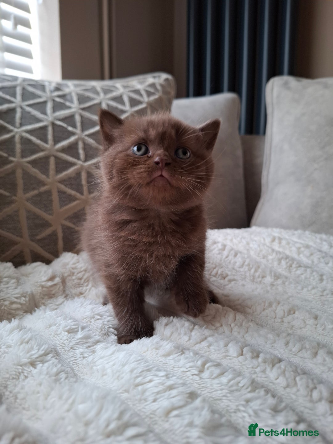 British Shorthair cats for sale: TOP QUALITY CHAMPION🏆 BRITISH SHORTHAIR KITTENS in Swadlincote - Image 3