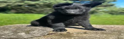 German Shepherd dogs for sale: German shepherd puppy  - Advert 5