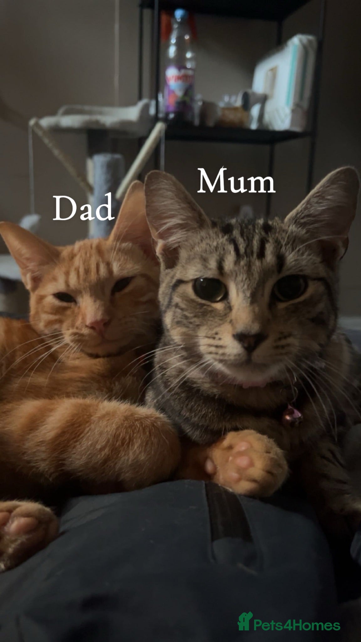 Mixed Breed cats 3 beautiful kittens for sale  - Advert 1