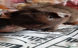 Guinea Pig rodents for sale: Skinny pigs. Various ages + prices. - Image 4