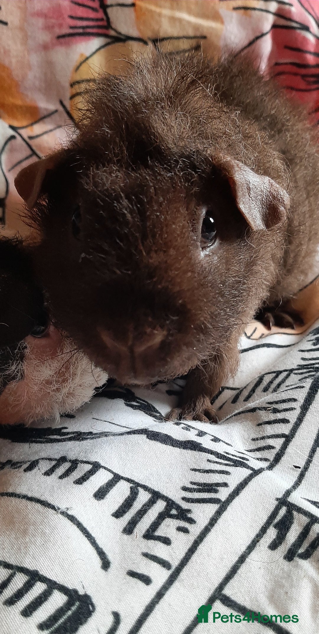 Guinea Pig rodents for sale: Skinny pigs. Various ages + prices. - Image 4