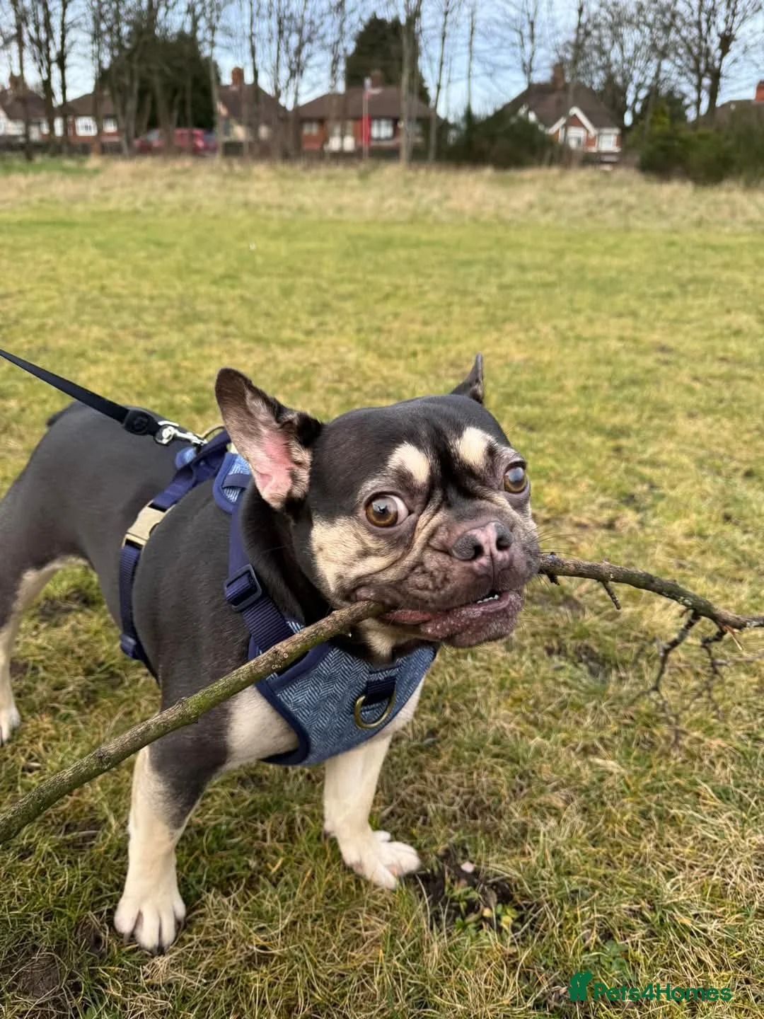 French Bulldog dogs for sale: French bulldog rolo - Advert 4