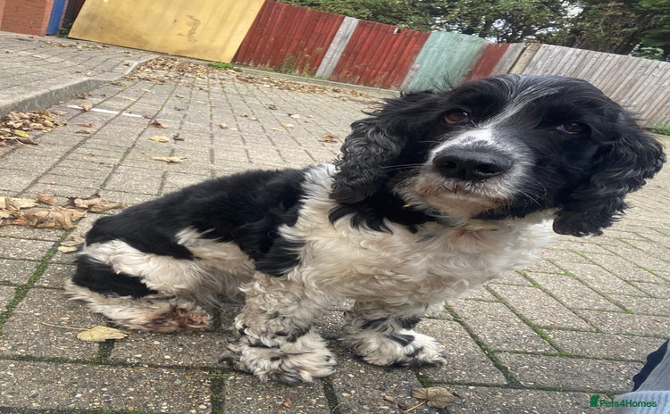 Cocker Spaniel dogs - Advert 14