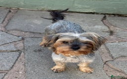 Yorkshire Terrier dogs for sale: Yorkshire terrier  - Image 7