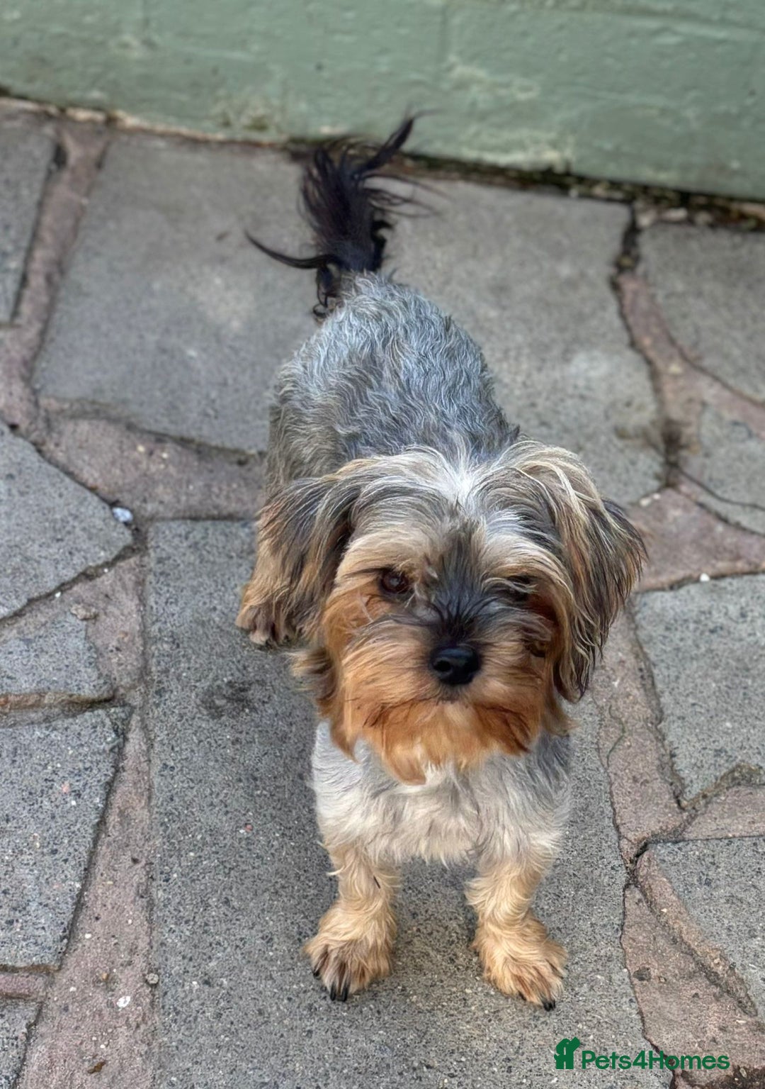 Yorkshire Terrier dogs for sale: Yorkshire terrier  - Image 7