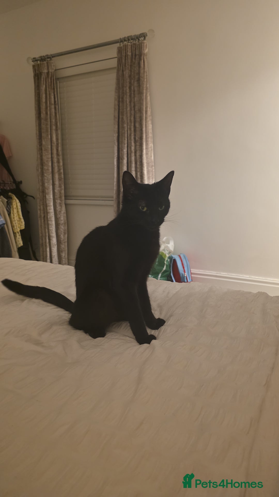 Mixed Breed cats for sale: Daisy and Derek - Advert 1