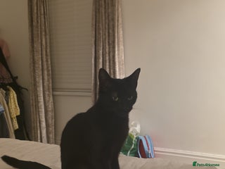 Mixed Breed cats Daisy and Derek - Advert 3