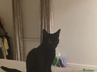 Mixed Breed cats Daisy and Derek - Advert 22