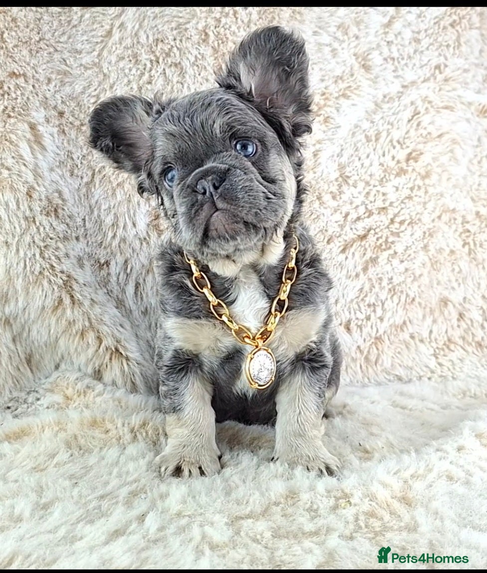 French Bulldog dogs Fluffy Lilac And Tan French Bulldogs  - Advert 14
