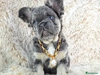 French Bulldog dogs Fluffy Lilac And Tan French Bulldogs - Advert 14