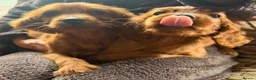 Irish Setter dogs for sale: TWO BOYS AVAILABLE READY TO LEAVE - Advert 16