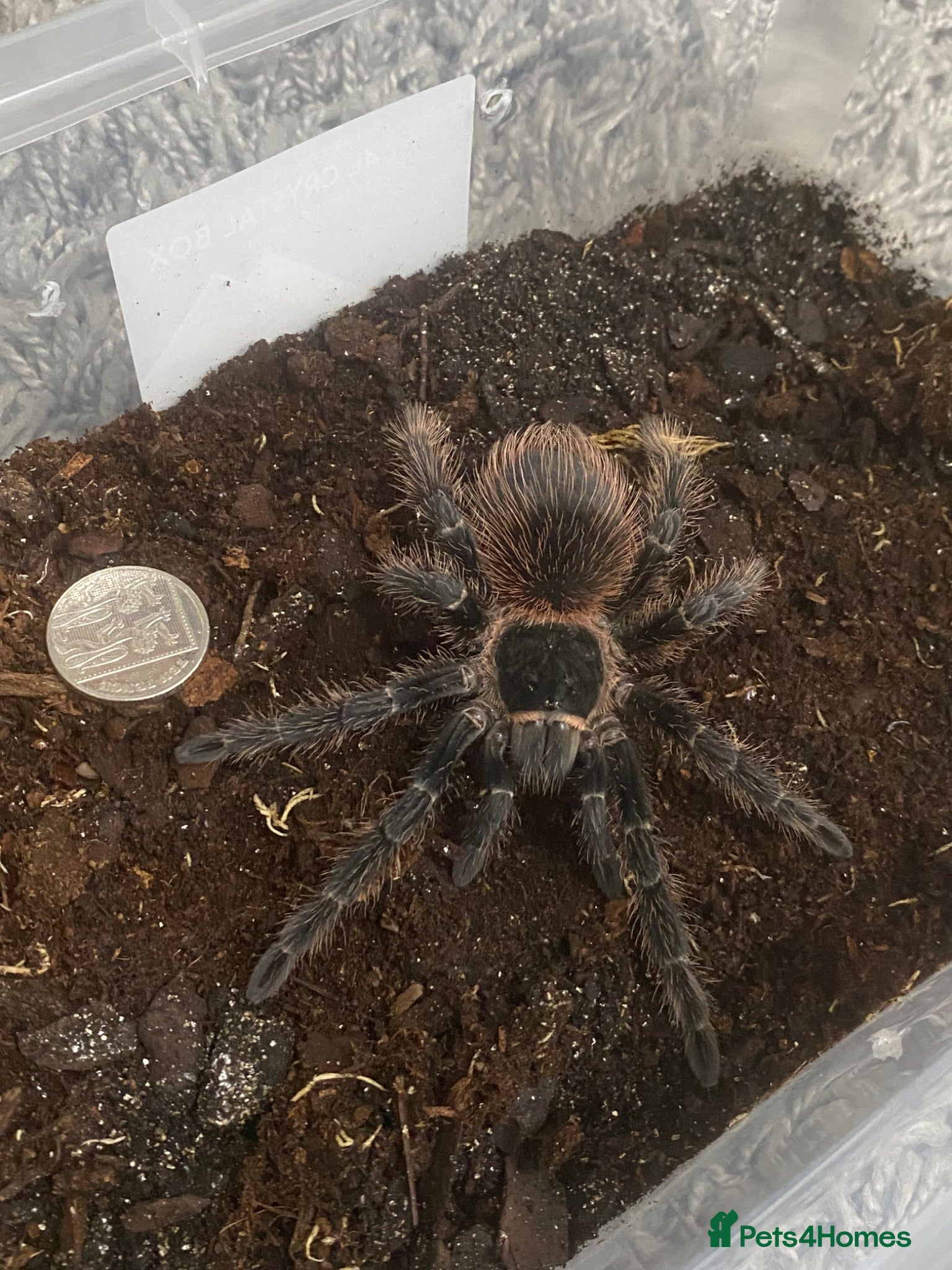 Tarantulas invertebrates Juvenile salmon pink tarantulas  - Advert 21