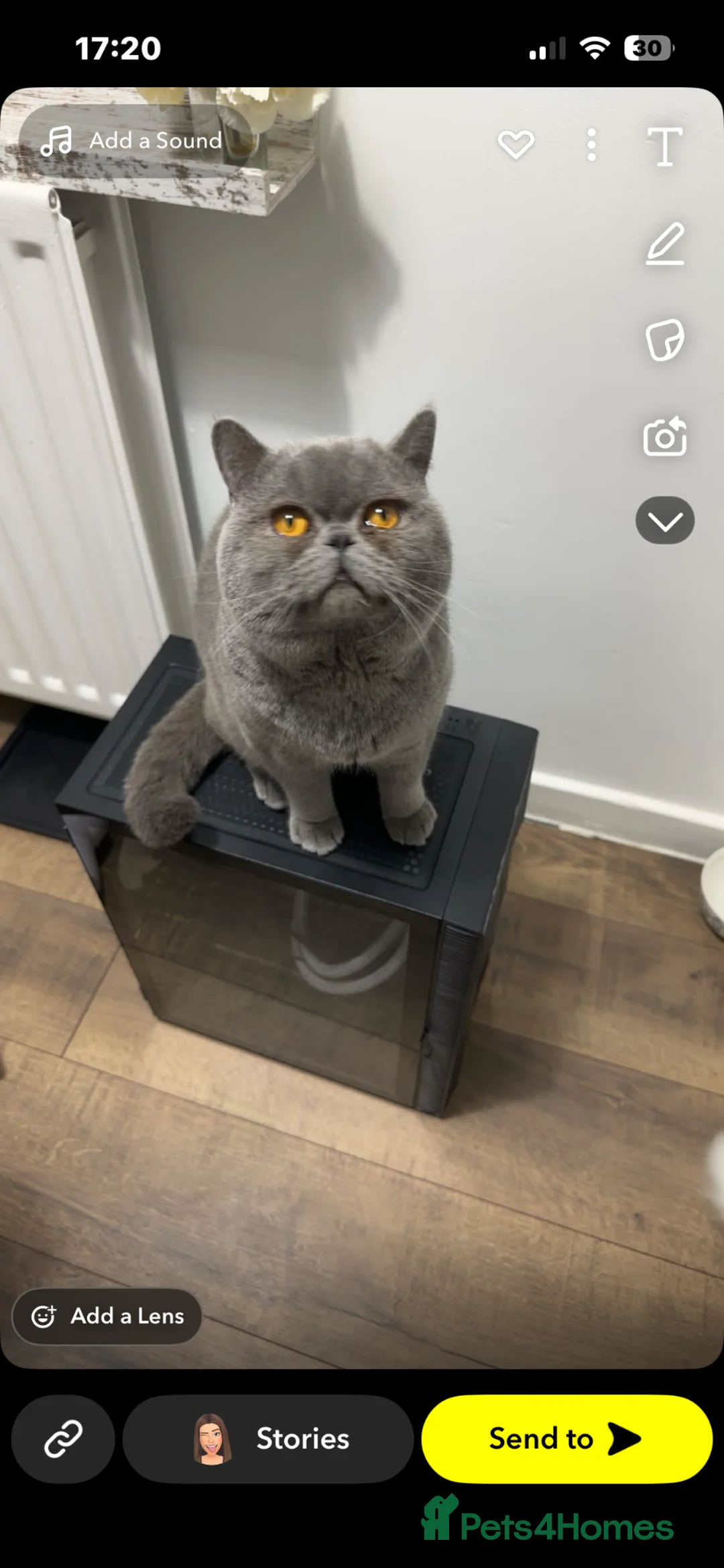 British Shorthair cats for sale: Bluey - British short hair  in Sunderland - Advert 2
