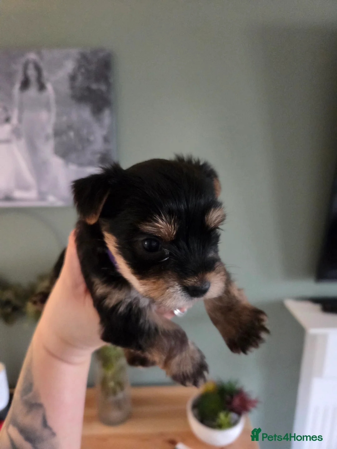 Yorkshire Terrier dogs for sale: Beautiful miniature Yorkshire terrier puppies - Advert 19