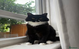 Ragdoll cats for sale: Mixed ragdoll  - Image 1
