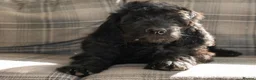 Goldendoodle dogs for sale: F1 Standard Goldendoodle Boy Ready Now  - Advert 9