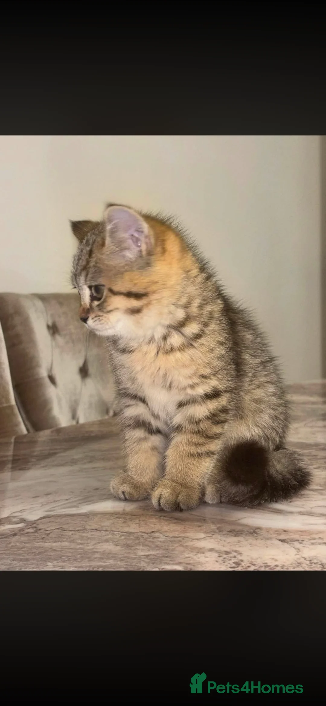 British Shorthair cats for sale: miss marie  in Newport - Advert 2