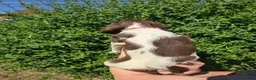English Springer Spaniel dogs for sale: 7 Springer Spaniel Puppies ready for collection  - Advert 5