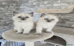 Ragdoll cats for sale: 3 KITTENS 🐱 RAGDOLL🐾  🌸🌿 Blue Point Silky💫🐾* - Image 3