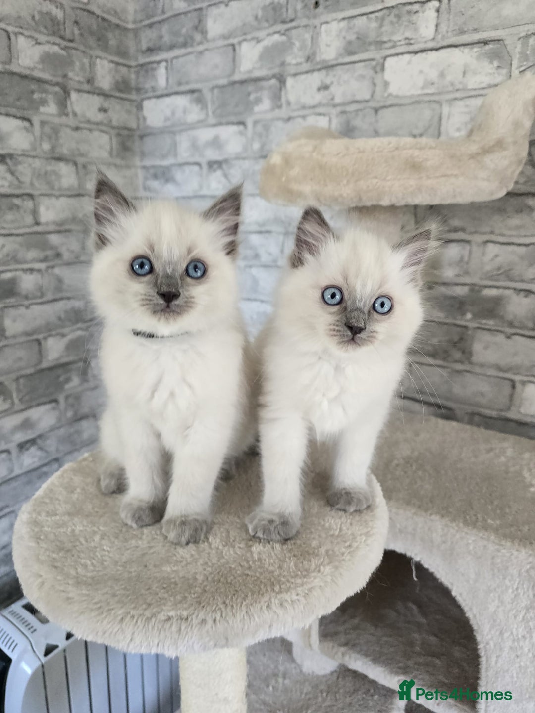 Ragdoll cats for sale: 3 KITTENS 🐱 RAGDOLL🐾  🌸🌿 Blue Point Silky💫🐾* - Image 3