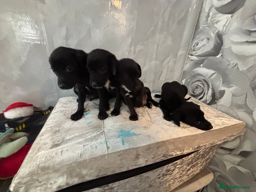 Patterjack dogs for sale: 4 lovely patterjacks  - Image 9