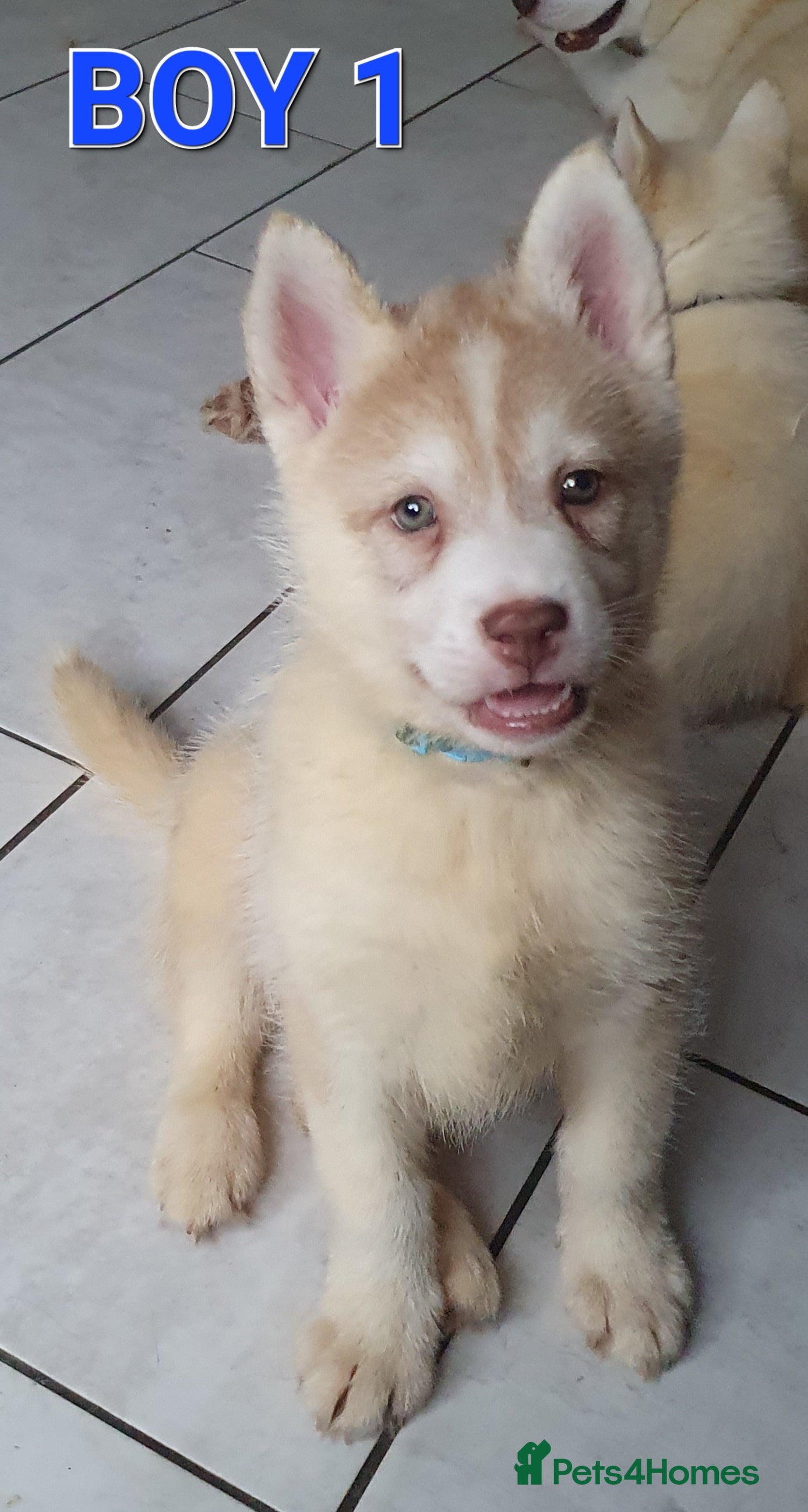 Siberian Husky dogs KC REG LITTER 5* rating on here - Advert 15