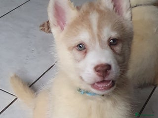 Siberian Husky dogs KC REG LITTER 5* rating on here - Advert 15