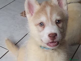 Siberian Husky dogs KC REG LITTER 5* rating on here - Advert 15