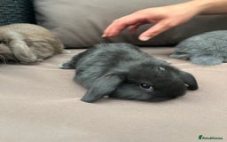 Mini Lion Lop rabbits for sale: Mini lop rabbits  - Image 6