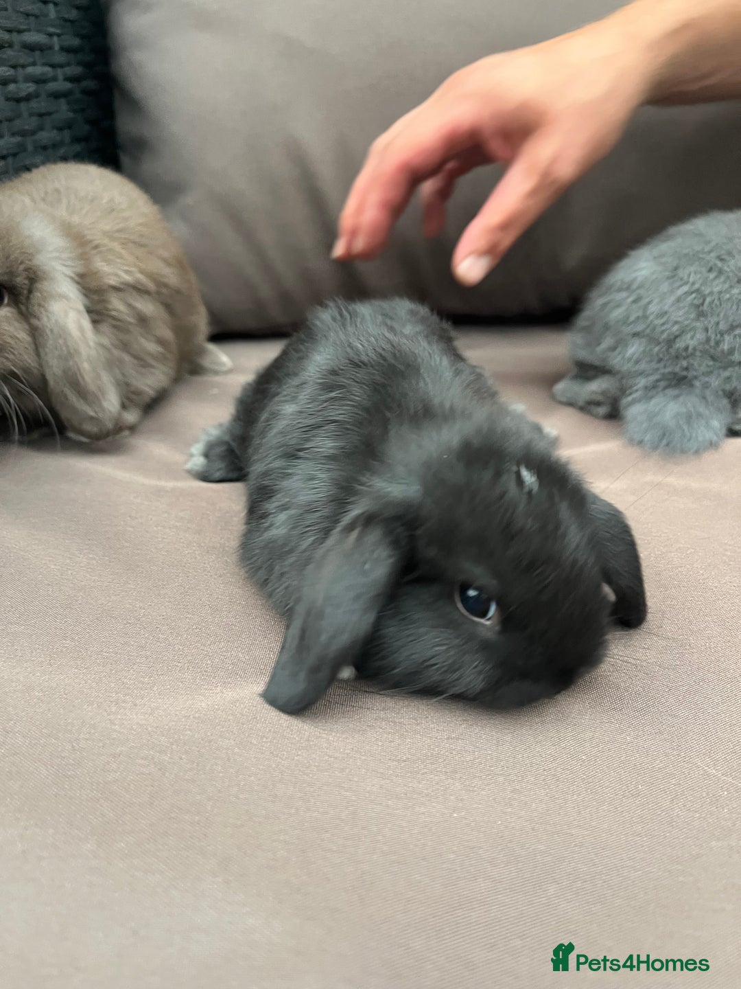 Mini Lion Lop rabbits for sale: Mini lop rabbits  - Image 6