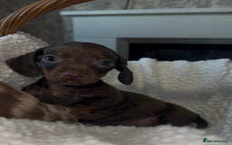 Dachshund dogs for sale: Miniature Dachshund Puppies  - Image 3