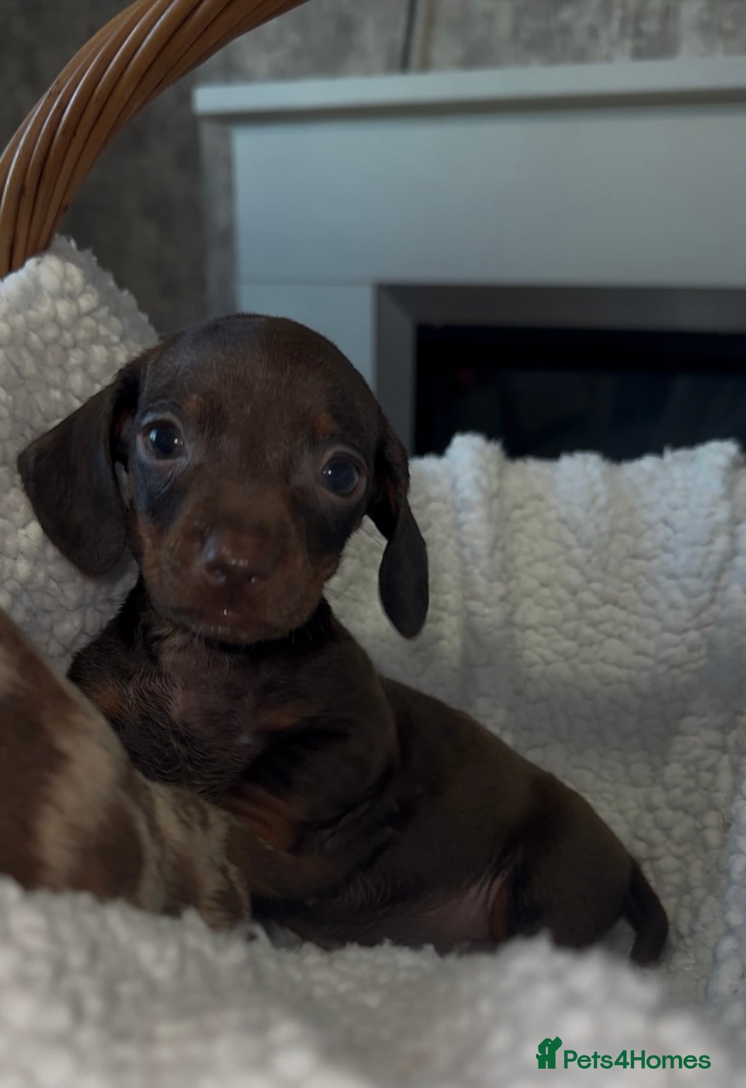 Dachshund dogs for sale: Miniature Dachshund Puppies  - Image 3