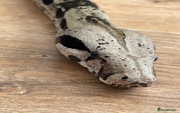 Snake reptiles for sale: Male Boa Constrictor and Custom Vivarium Equipped - Advert 4