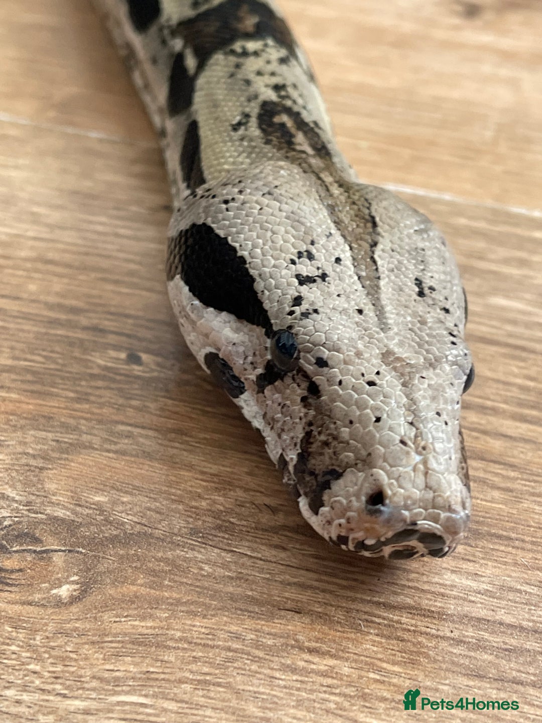 Snake reptiles for sale: Male Boa Constrictor and Custom Vivarium Equipped - Advert 4