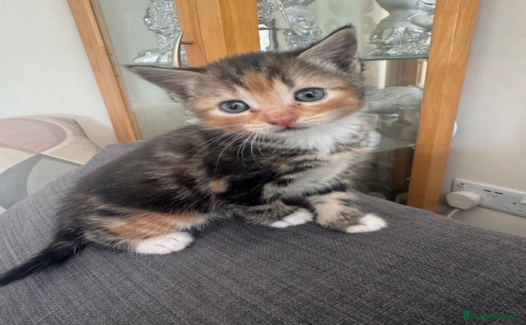 Domestic Shorthair cats - Advert 5
