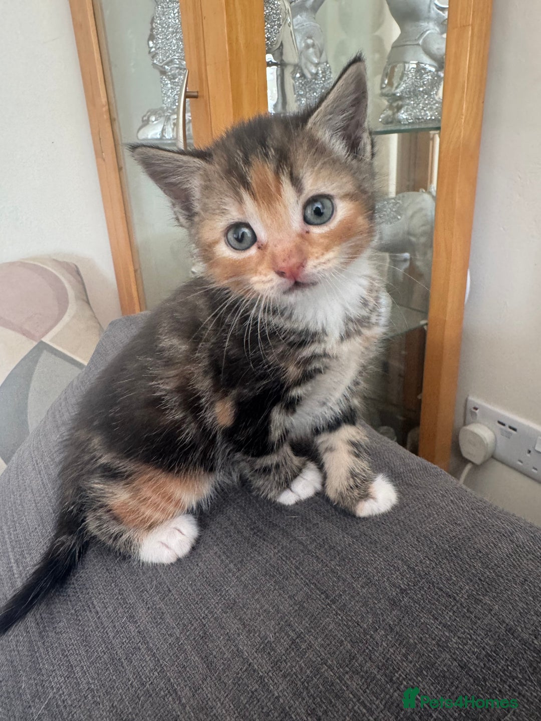 Domestic Shorthair cats for sale: 7 kittens ready to go 21 September  - Image 1