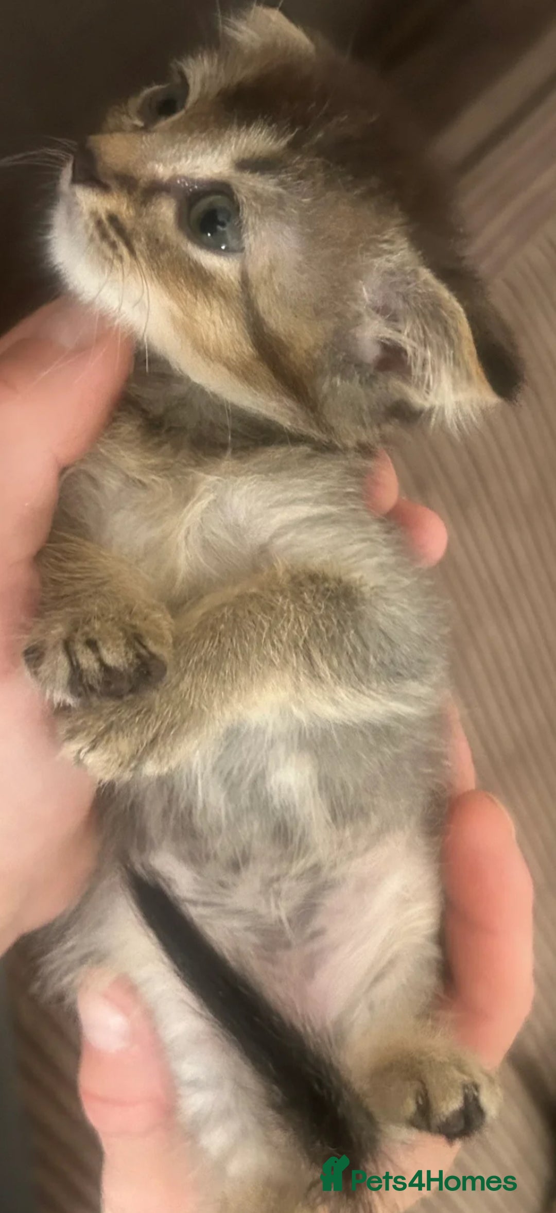 Mixed Breed cats for sale: 3 gorgeous kittens ready now Scottish fold mix - Image 17