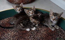 Bengal cats for sale: Gorgeous kittens, Wild-Patterned, Stunning Looks - Image 4